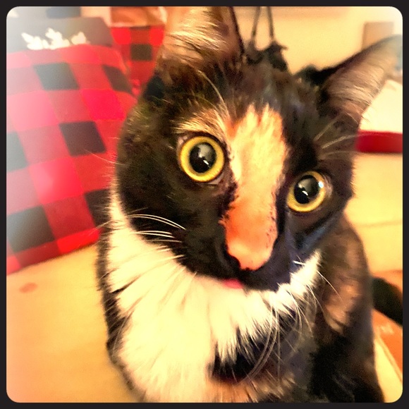 Meet your Posher, Delajus - Picture 1 of 1